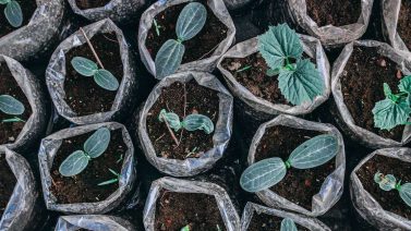 Are Plastic Bags Biodegradable?