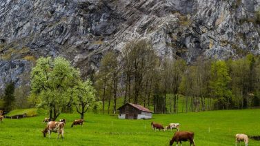 Could Organic Farming Feed The World? Examining The Possibilities And Obstacles