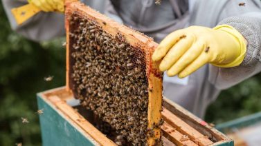 Can Honey Be Organic?