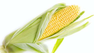 Can Organic Corn Be Gmo?