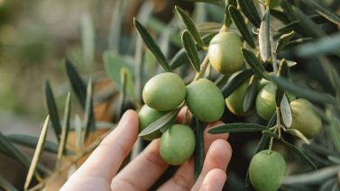 Organic Olive Oil And Its Potential Benefits For Dementia