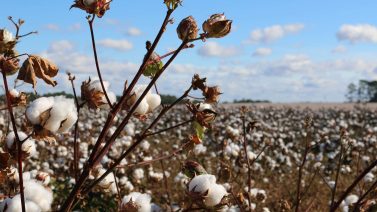 Could Cotton Be A Renewable Resource? An In-Depth Look