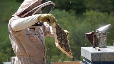 Why Apiculture Is Environmentally Important